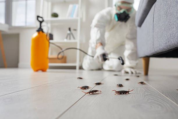 Commercial Rodent Management in Laguna Park